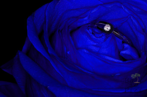 Engagment ring in blue rose
