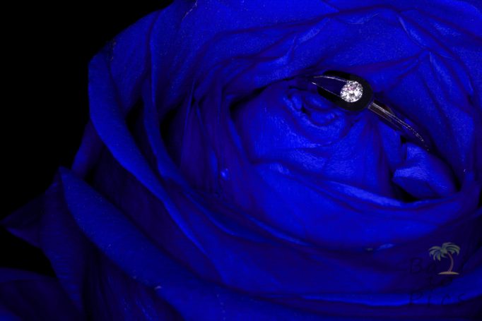 Engagment ring in blue rose