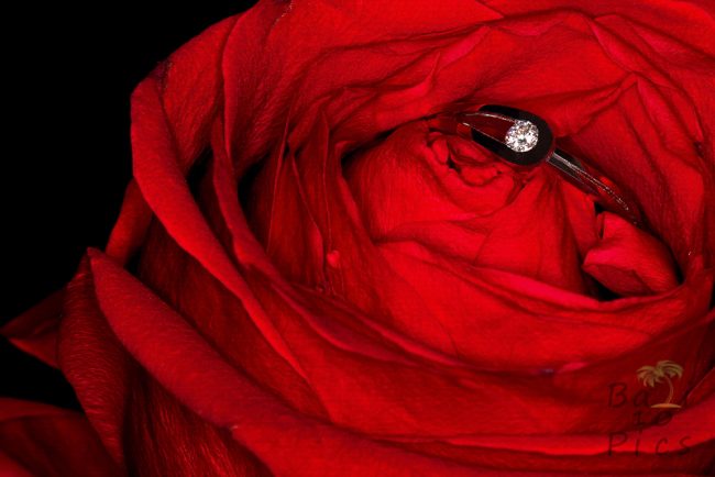 Engagment ring in red rose