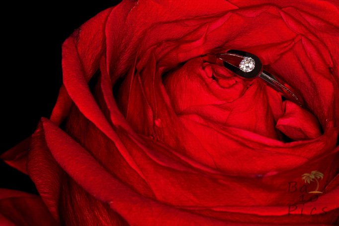 Engagment ring in red rose