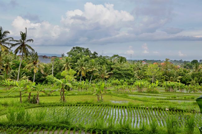 Rice terraces in Bali