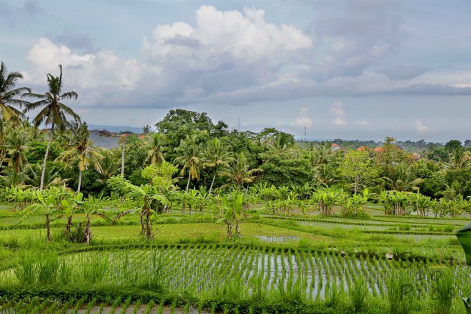 Rice terraces in Bali