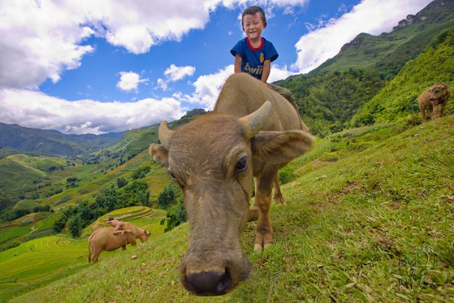 Boy and buffalo