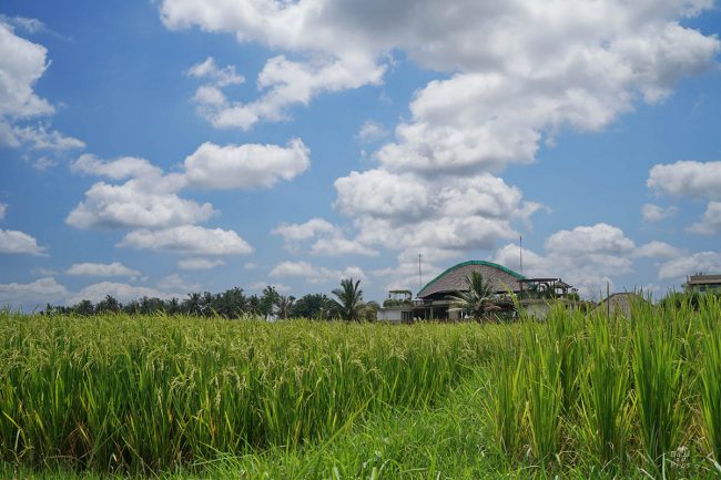 Балийски пейзаж