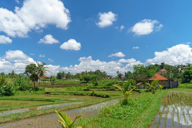 Природа в Бали