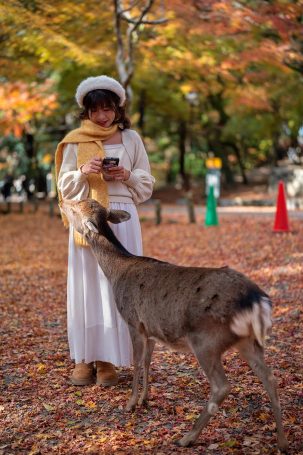 Nara park autumn