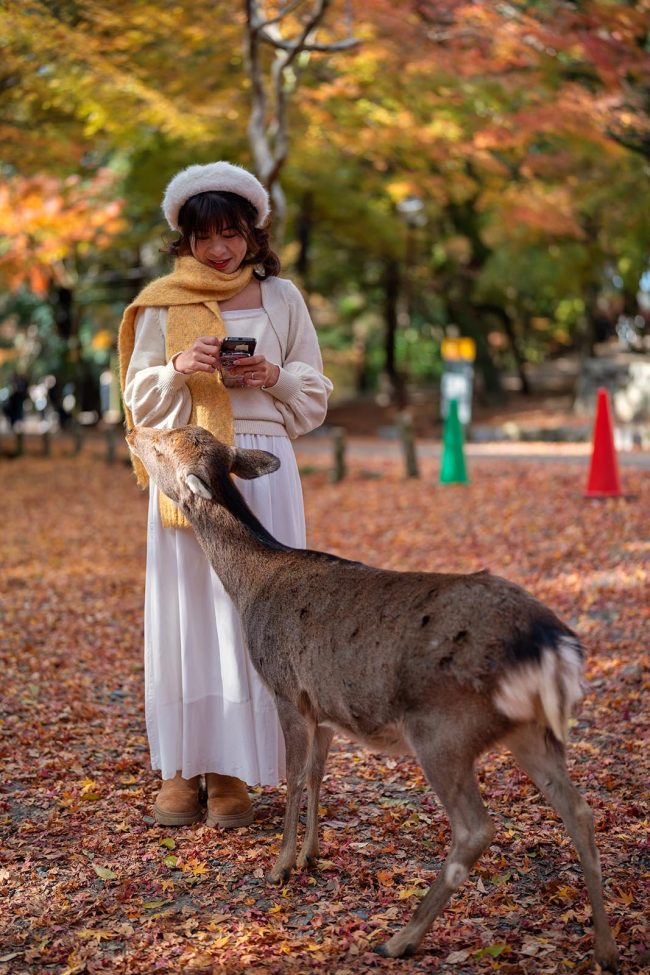 Nara park autumn